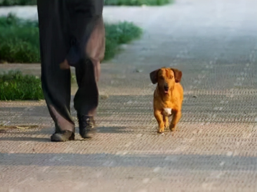  男子遛狗不拴绳，被劝阻还理直气壮：我公安局有朋友！