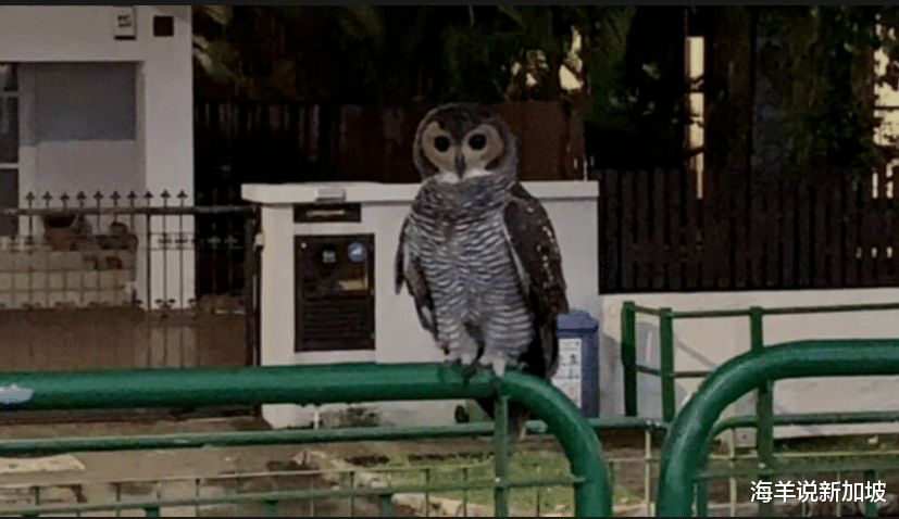 海羊说新加坡 新加坡解救濒危猫头鹰，鹰妈妈“感谢保护宝宝，劳动节快乐！”