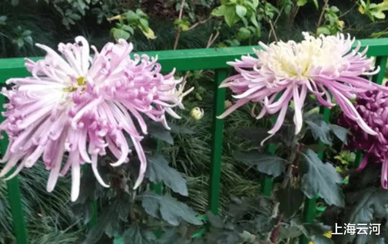 上海云河 提交了退税申请，就等着退税款入账了