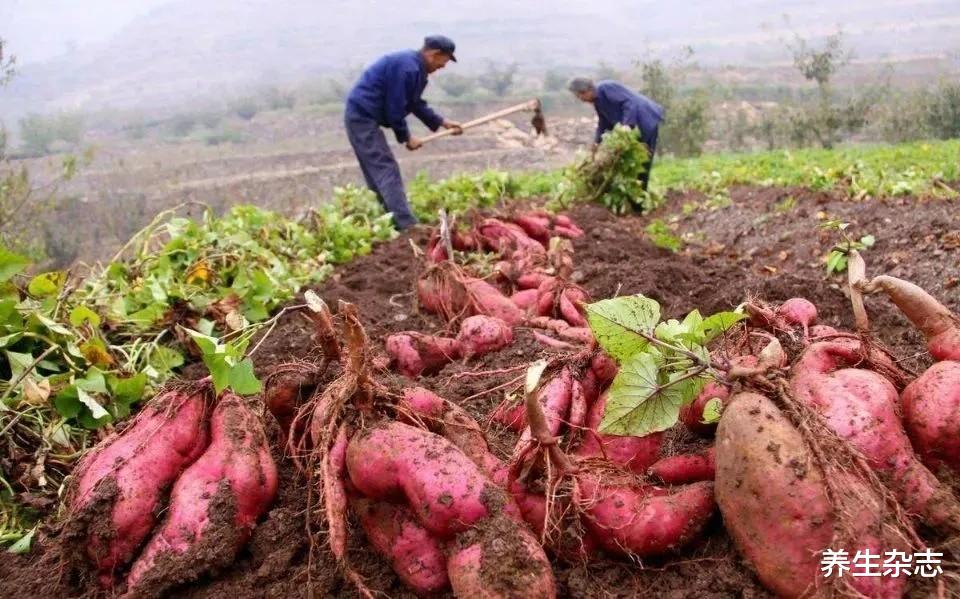 红薯|红薯是肝癌的“导火索”?肝科主任:不想肝脏被“掏空”,趁早撤下桌