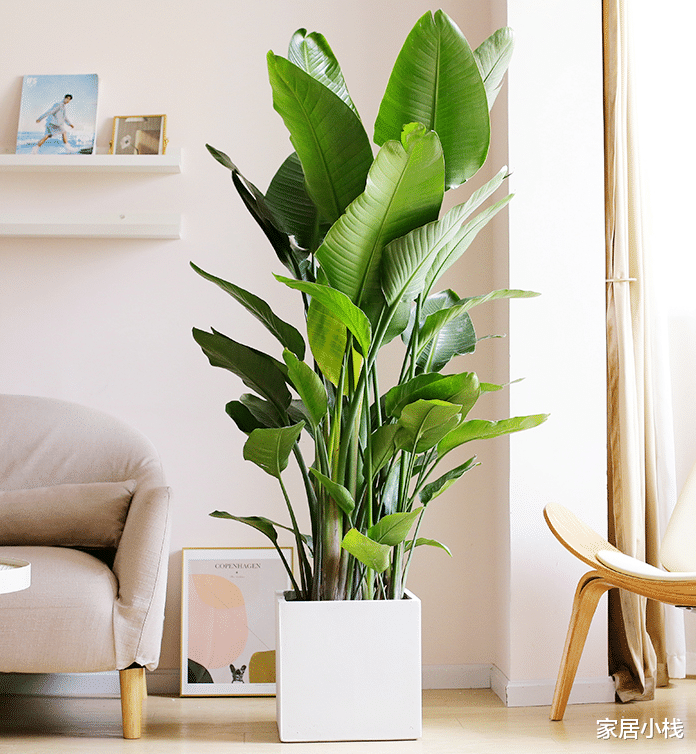 曾经不受重视，如今成为网红绿植，北欧风客厅必备
