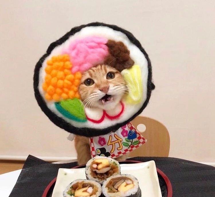 蔡宏志聊时尚|日本网友晒猫照走红ins，一人一猫，一日三餐