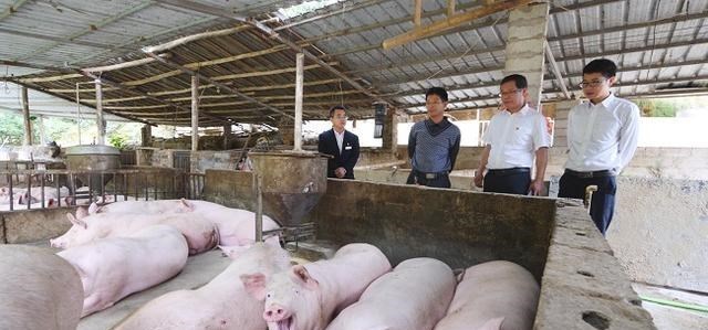 肉价 从“疯狂暴涨”沦为“12元肉价”，黄金猪为何“哑火”？还跌吗？