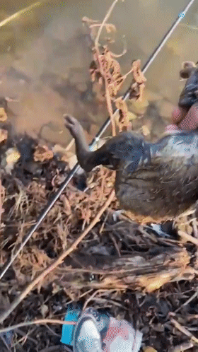 饵料|这是个啥?广西钓鱼人从水库里钓起一只“小兽”,老鼠还是兔子?