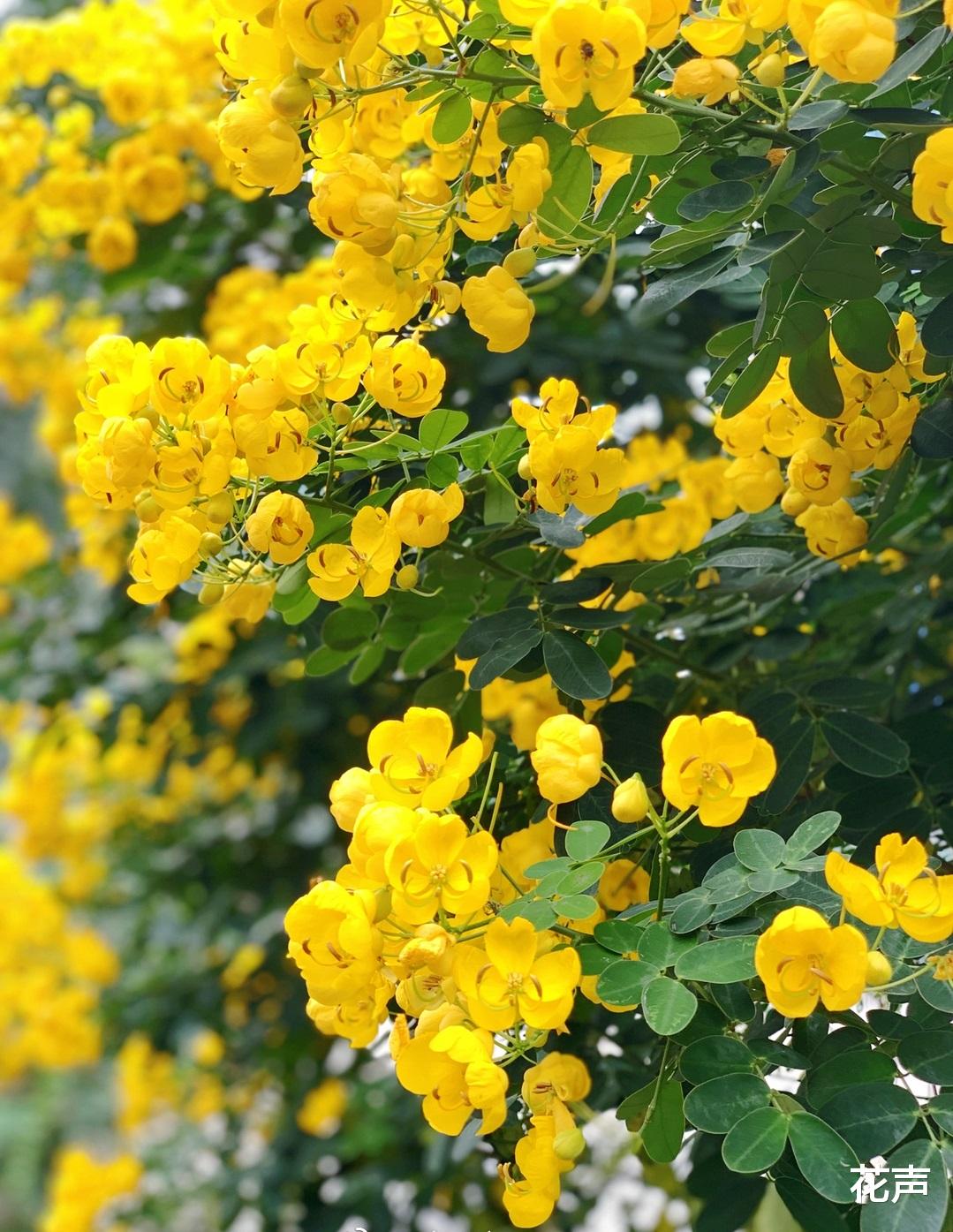 花声 阳台盆栽“新宠”—黄金梅，树姿优雅，花叶俱美，花期五六个月