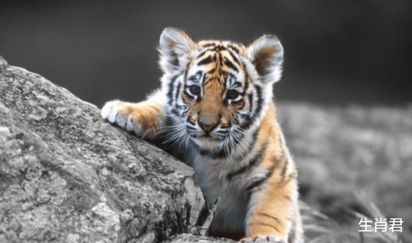 |面朝大海春暖花开,生肖虎一路翻山越岭披荆斩棘,自然拥有好成绩