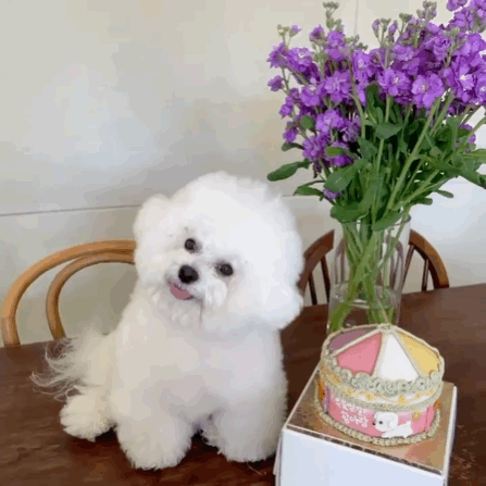 InsDaily 韩国快乐小奶狗爆红网络!看完心都快萌化了!