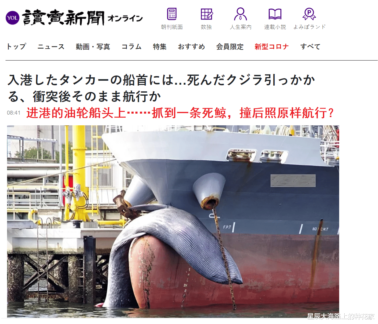太殘酷！日本一油輪撞上藍鯨，進港口才發現，真的一點都不知道？-圖7