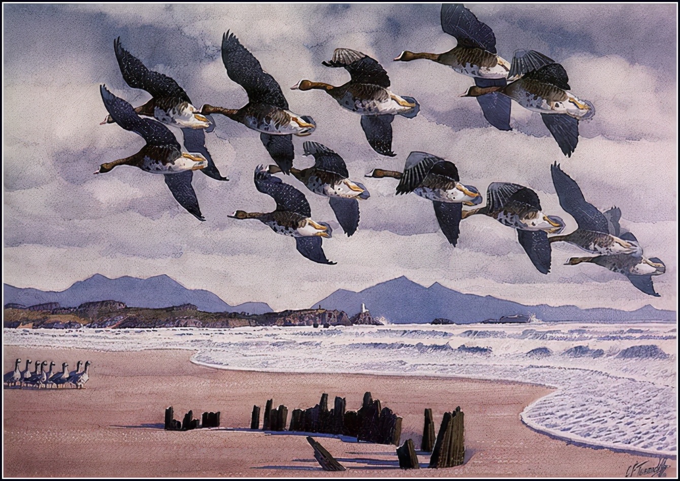 英国查尔斯.图尼克利夫(Charles.Tunnicliffe)禽鸟水彩画
