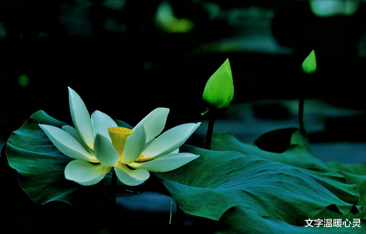 养生|人到中年，最高级的养生，不是睡觉，不是锻炼！而是这个字！