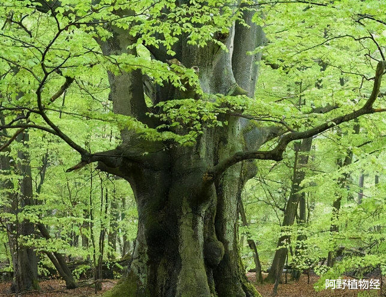 抗体 食人树是否存在？印尼祭柏证实“虚构”，非洲蛇树传说却还在流传