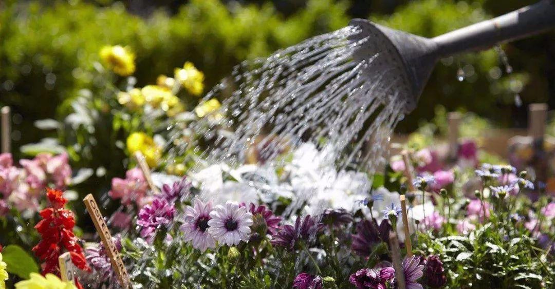 阳台养花匠|抓把“臭球”埋花盆里，土壤疏松有营养，多年不板结，养花不再愁