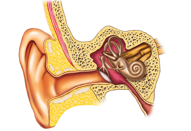  研究发现，死亡后或还能听到声音，临终告别要谨言慎行