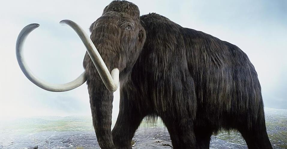 后代 人类为什么要让动物回交，回交有什么好处？