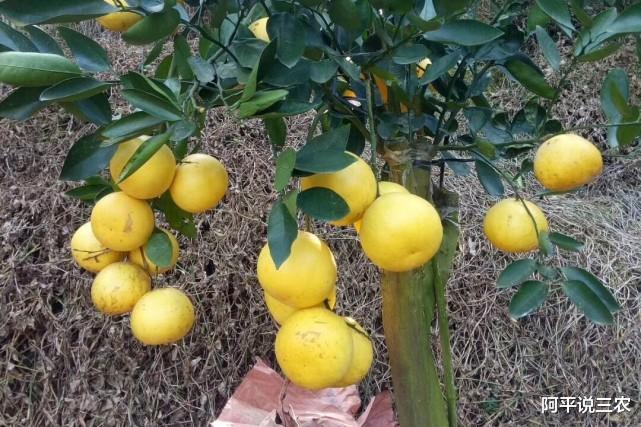 水果|又一水果收购价跌落到3元/公斤，水果市场是怎么了？
