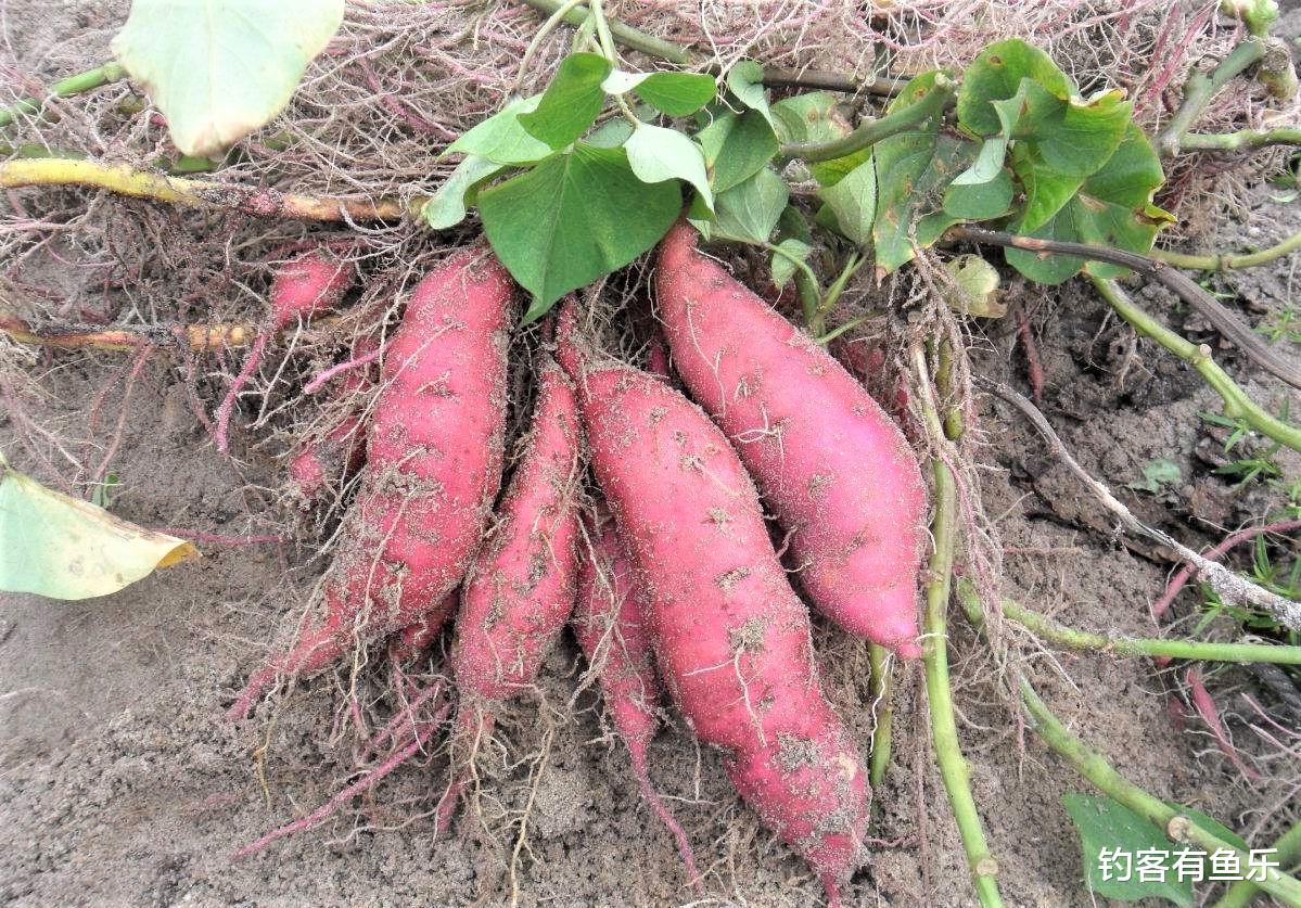 鲤鱼|冬季怎样野钓鲤鱼?避开这5点,天冷也连竿