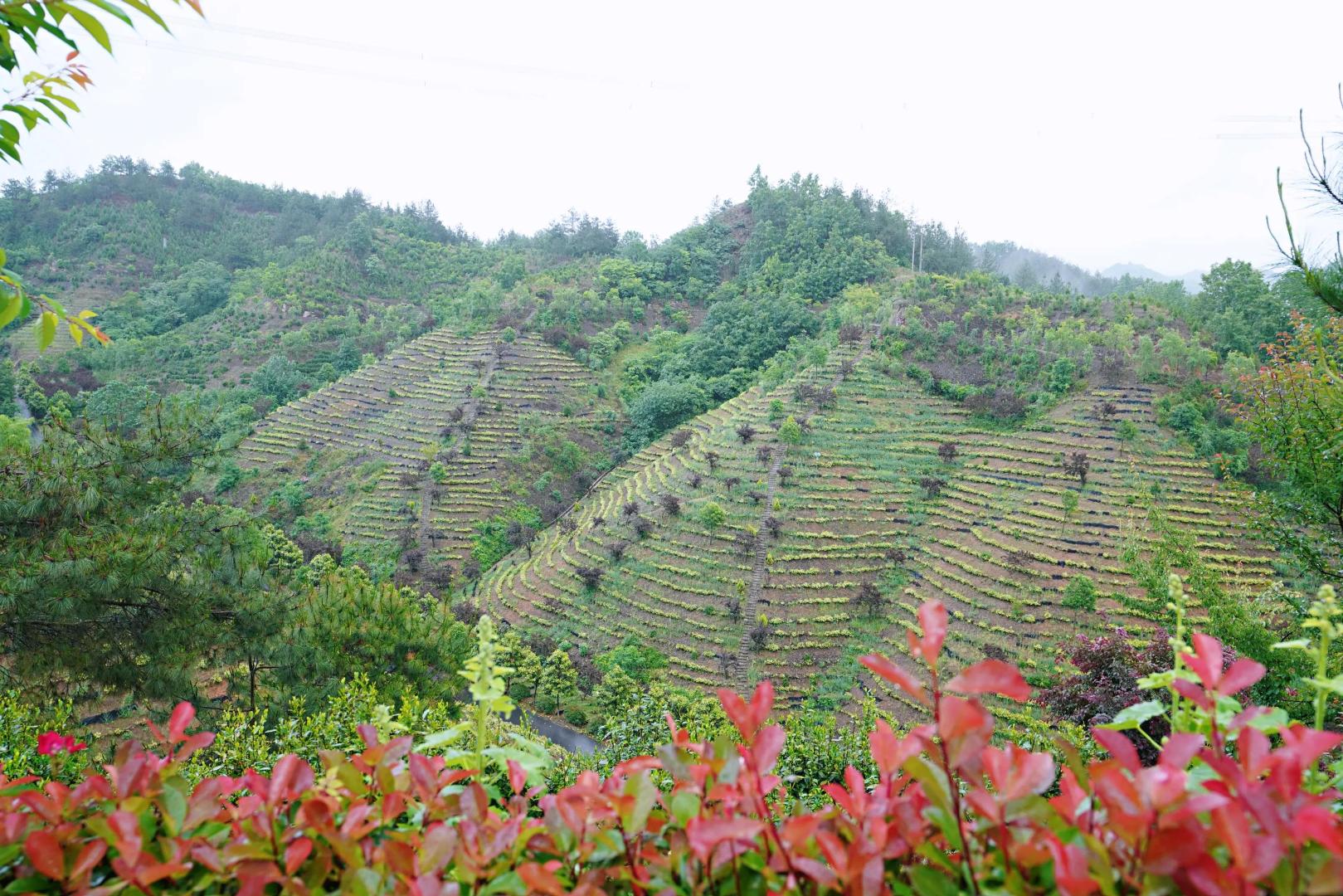陕西旅游 探访北纬33度的奇迹 遇见陕茶遇见你 走进秦岭最美县城商南