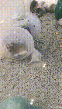 “女朋友设计出了结婚的婚房,看起来怎么样?”就差钱了