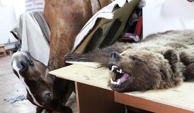  制作动物标本时，它们的肉都是怎么处理的？看完涨知识了