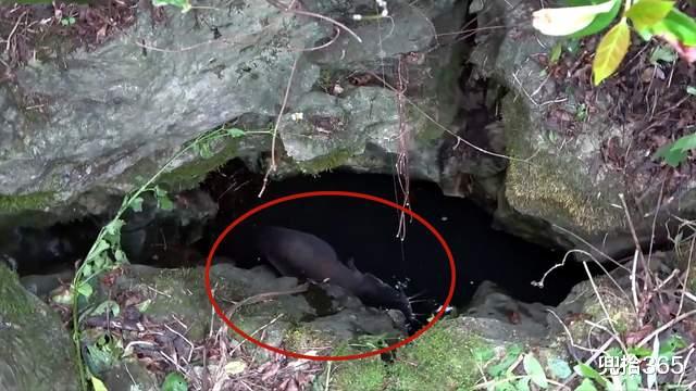 |广西年轻夫妻俩组团野钓，小洞口里藏着米级大鲶鱼，最终遗憾回家