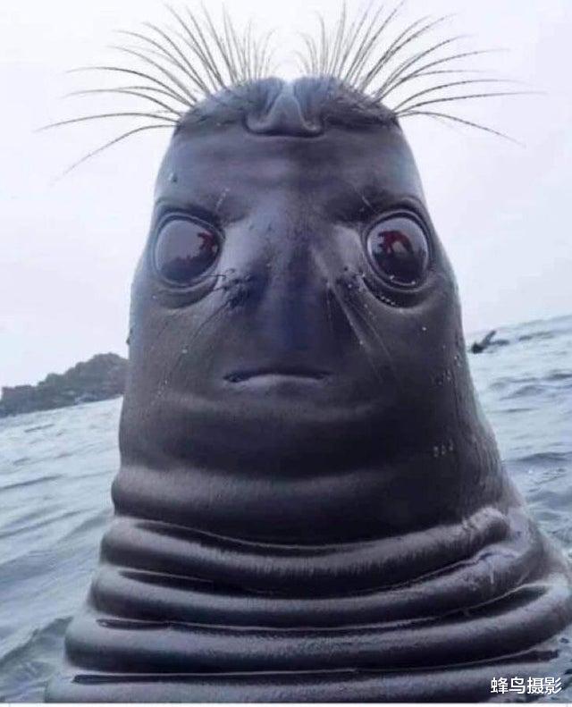 科学家 35张活久未见的照片，两只袋鼠打架太像人，一只勒住另一只大脖子