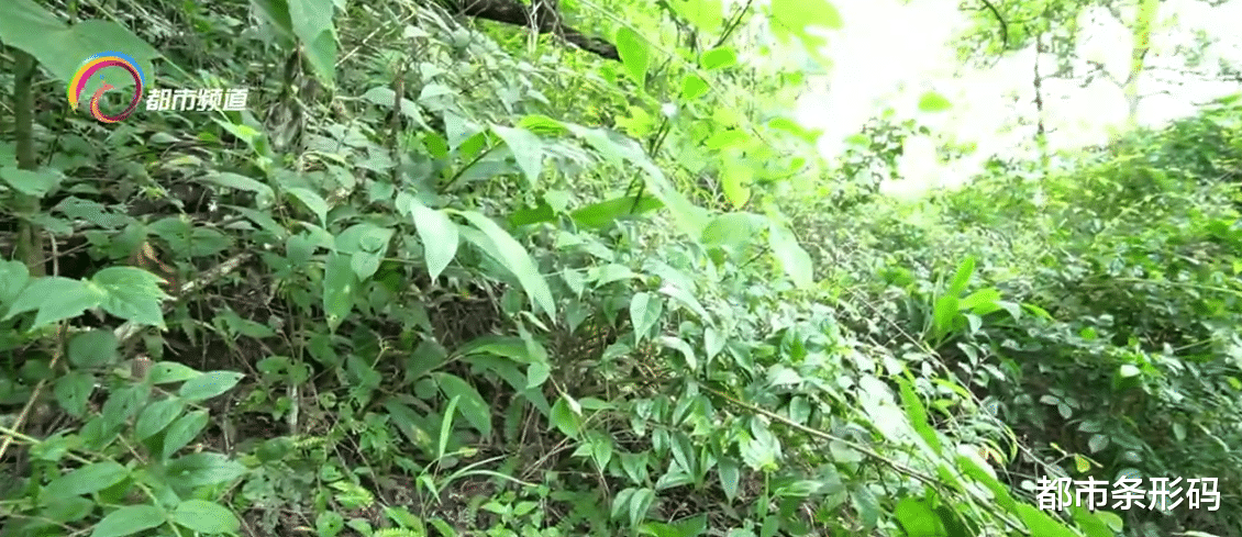 铜陵|龙陵县打出了野生稻保护组合拳 加强“植物大熊猫”的保护