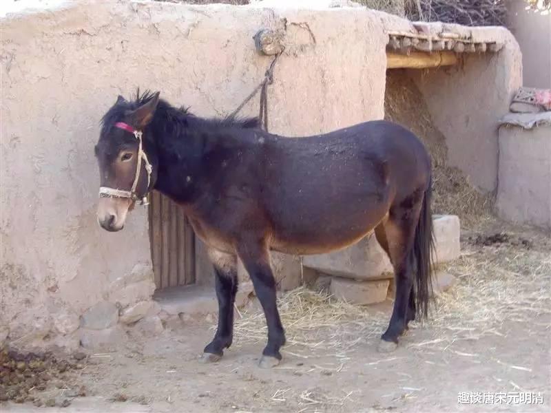 染色体 骡子不能生育下一代,怀孕必死?不要被骗了,骡子有隐藏技能