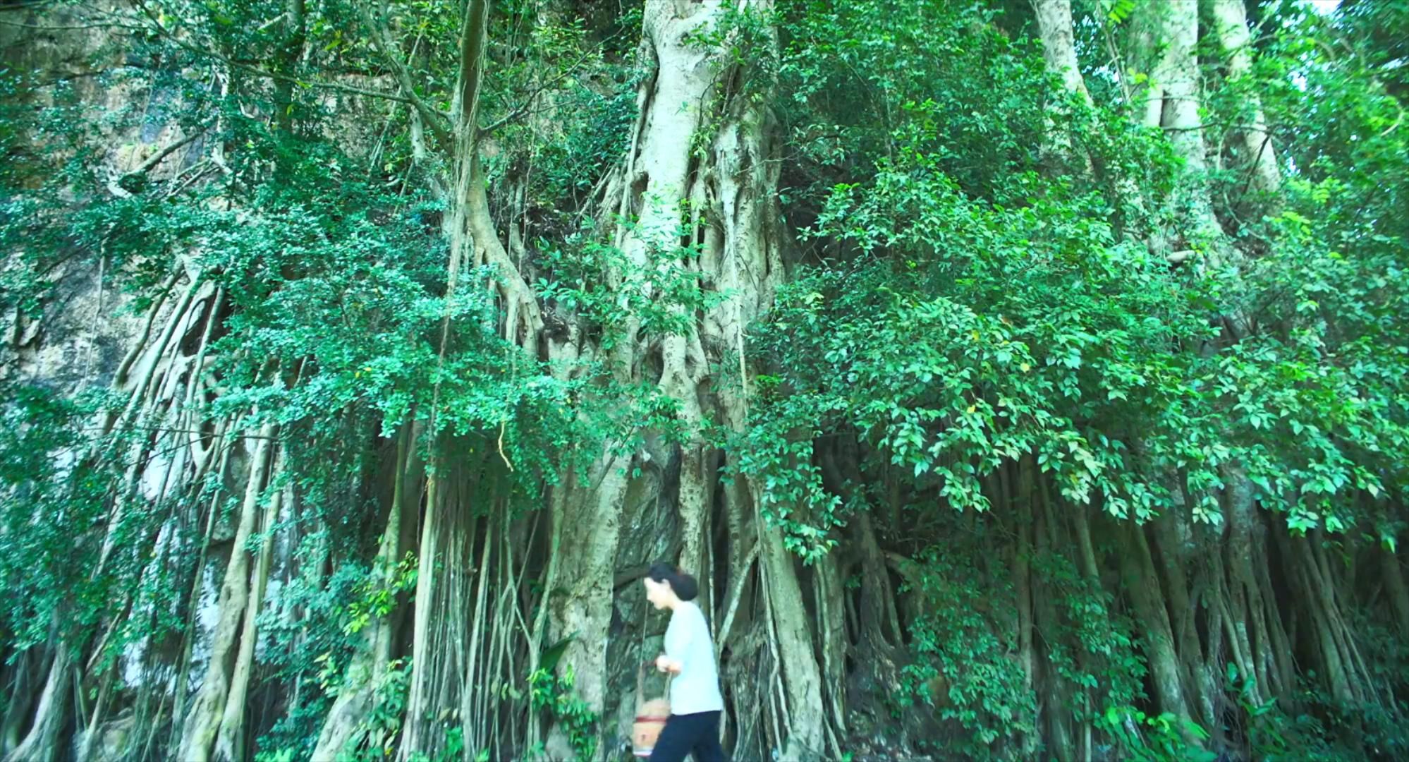 灵媒|号称2021亚洲4大恐怖片之一的《南巫》，其实比《灵媒》更拉跨？