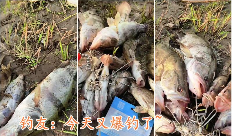 |10分钟钓几十斤鳜鱼、翘嘴鱼？江西钓友晒渔获引热议