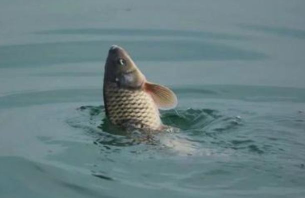 饵料|走水怎么钓鱼？掌握这些方法，爆护也不难——盛世三渔