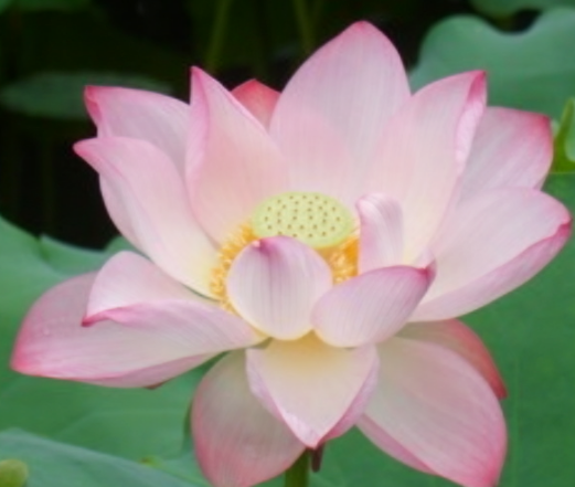 星临天下|7月下旬，喜鹊报喜，4属相桃花开、事业顺，开启美好生活