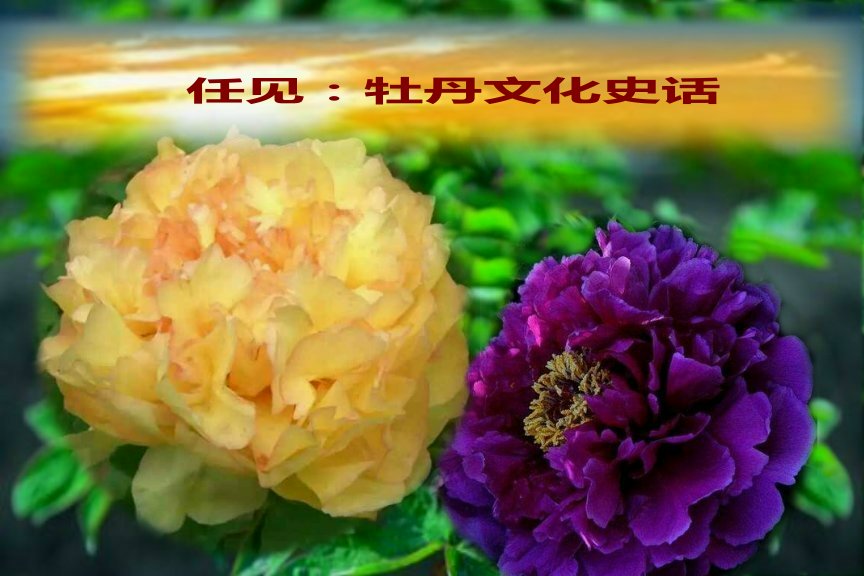 巴黎邮报 任见:牡丹文化史话【原创】