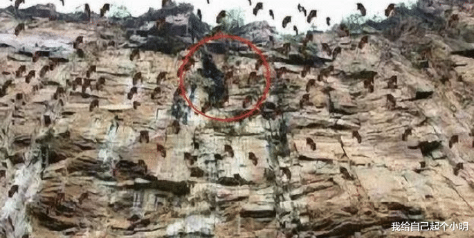 新疆维吾尔自治区 新疆出现“怪事”!30万只老鼠集体跳崖自杀,原因令人匪夷所思