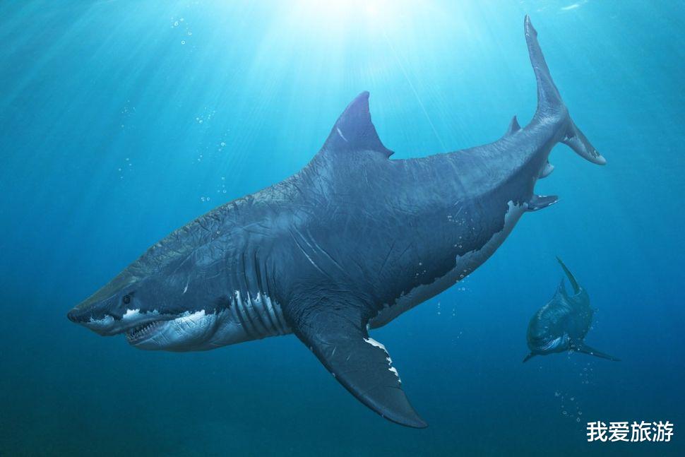 鲨鱼 世界上最大的鲨鱼