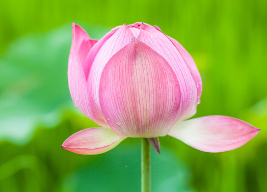 星临天下 11月上旬，吉星照耀，4属相事业步步高升，生活越来越精彩