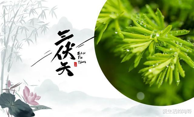 爱生活的陶哥|三伏40天，吃1面，喝2汤，饮3茶，祛湿消暑防疾病，平安过夏天