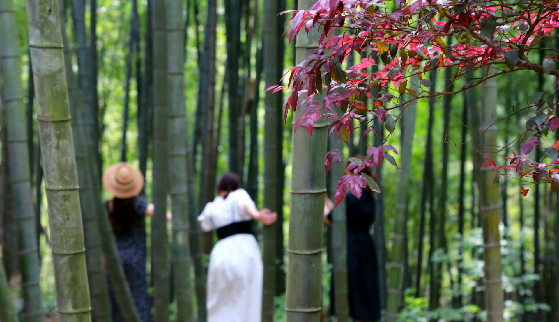 杭州 91岁老太成登山“明星”，杭州这古道竹林清幽，山顶更有千年古寺