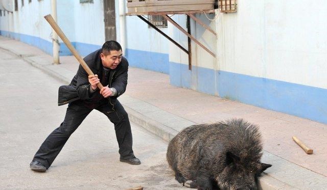 若珍|终于批准!河南信阳野猪扰民,上级同意猎捕,这次能成功吗?