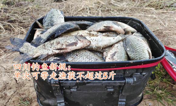 虐鱼引众怒?河北男子爆钓十几斤大板鲫,串成几米长“鱼绳”展示