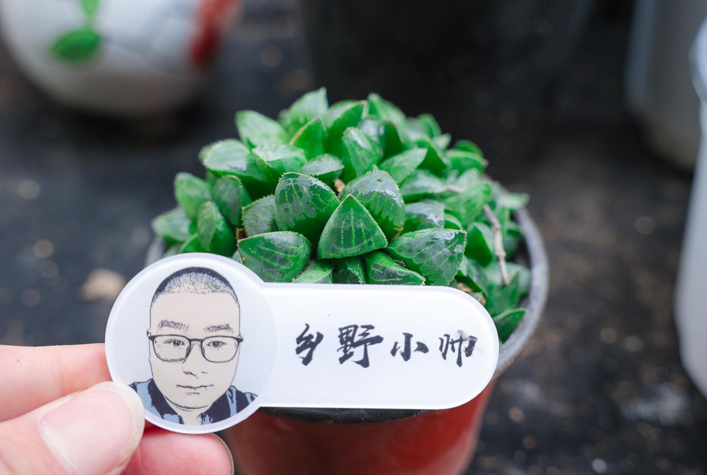 乡野小帅 多肉真菌感染让人烦,这样做让你的肉肉“茁壮成长”