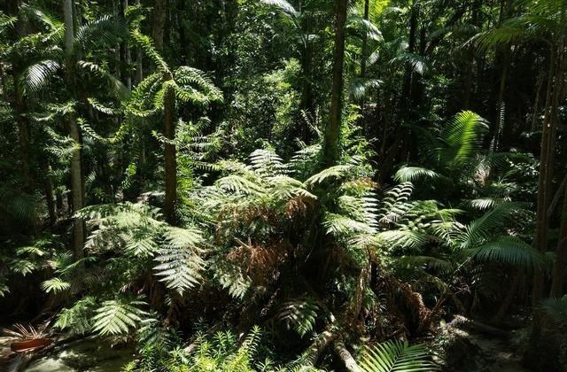 科学家 假如地球上森林增加一倍，会发生什么？科学家：后果将难以承受