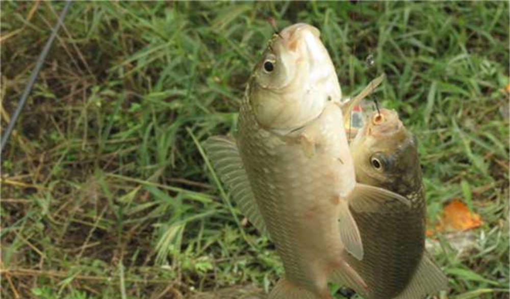 钓鱼技巧|钓鱼技巧：各位钓鱼人，你是不是这样“空军”的？