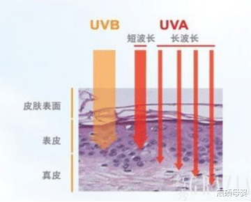 化学防晒|一年四季都涂防晒，真的对皮肤好吗？