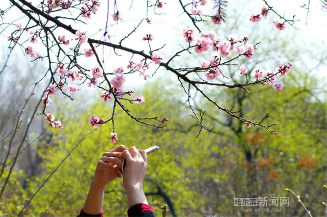 哈尔滨新闻网 周日气温升天气晴，珍惜这一天｜下周又降温#超多美图的天气预报