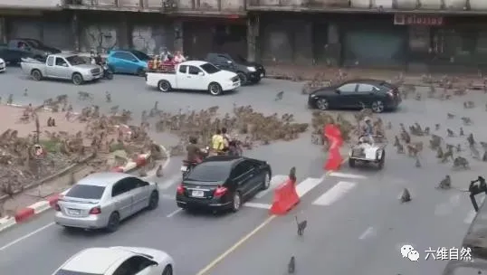 六维自然|泰国有两大群猴子街头争斗,数量多达几百只,疑似为争地盘食物