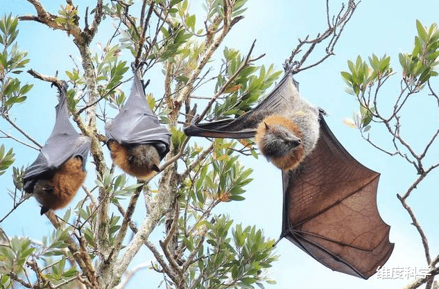 蝙蝠 关岛曾出现神秘疾病，科学家几经辗转发现，与当地的一种蝙蝠有关