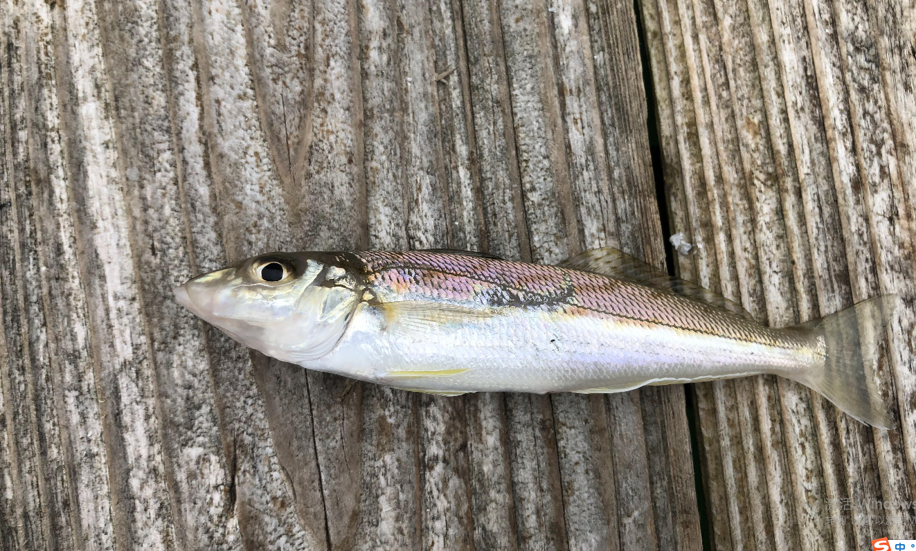 鲫鱼|第一次出海钓鱼，体验划泡沫板登船，开船当舵手，海上野炊