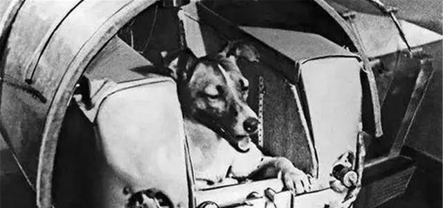 行星 第一个进入太空的狗，升空前就知回不来，死亡真相也被隐瞒45年