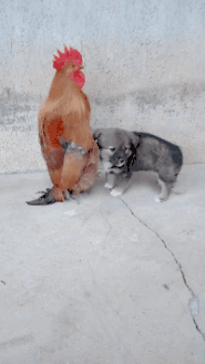 大城小乐故事 “相亲的女孩年纪有点大，我怎么委婉的拒绝她呢？”哇哈哈哈哈～