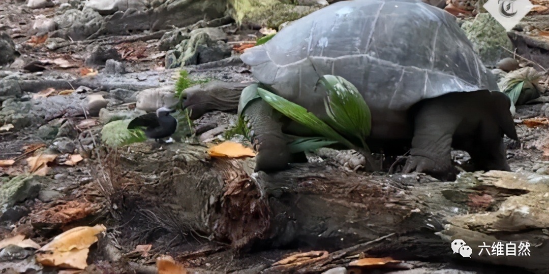 六维自然|东非拍摄到一只吃素食的陆龟,看到树上掉下来的雏鸟,爬过去捕食